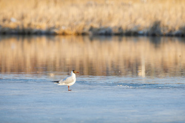 Tern stands in sunlight on half frozen pond