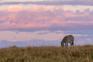 Zebras grazing peacefully at sunrise and beautiful orange sky in the background