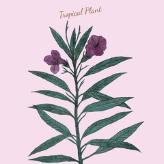 Watercolor Hand Painted Illustration Ruellia Tuberosa On Pink Background