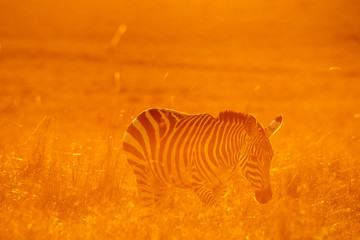 Fototapeta na wymiar Zebras walking peacefully at golden magical light during sunrise in Mara triangle
