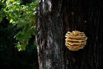 Tree Mushroom Laetiporus Sulphureus (Schwefelporling) in a park in Berlin from September 9, 2007, Germany