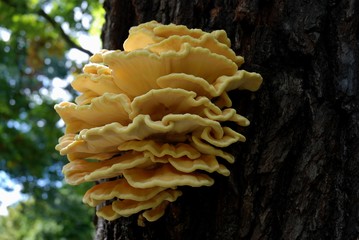 Tree Mushroom Laetiporus Sulphureus (Schwefelporling) in a park in Berlin from September 9, 2007,...