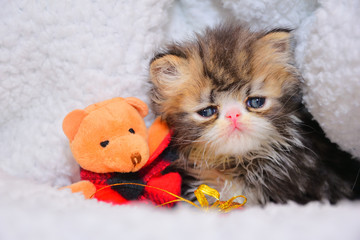 cute persian baby cat kitten