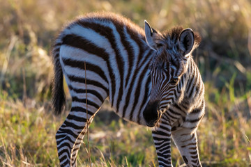 zebra calf walking alone without her mother in Maasai Mara at sunrise