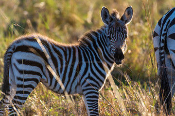 zebra calf walking alone without her mother in Maasai Mara at sunrise