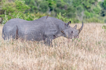 Obraz premium Big Rhino feeding grass on a quite morning in Maasai Mara national reserve
