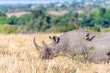 Bleeding rhino after fight and birds flying on its back in Maasai Mara © PRADEEP RAJA