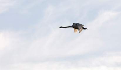 Swan fly in the sky at early sunset