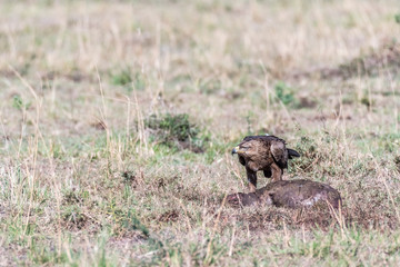 Tawny eagle eating left over animal skin in Maasai Mara national reserve