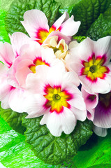 Obraz na płótnie Canvas pink spring flower primrose primula in close up way 