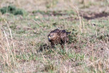 Tawny eagle eating left over animal skin in Maasai Mara national reserve