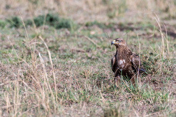Tawny eagle eating left over animal skin in Maasai Mara national reserve
