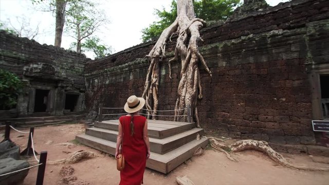 Woman goes upstairs on wooden pedestal to take photo of strong banyan roots of Ta Prohm temple wall, Angkor Wat complex. Cambodia. UNESCO inscribed Ta Prohm on the World Heritage List in 1992