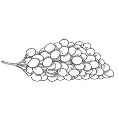 Vector Sketch Grapes Illustration