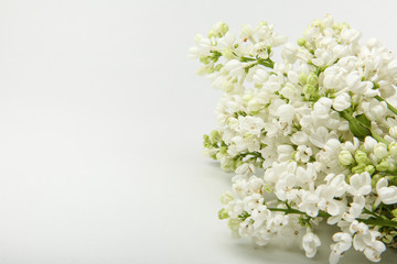 white lilac flower on side on white background with copy space. template with white lilac