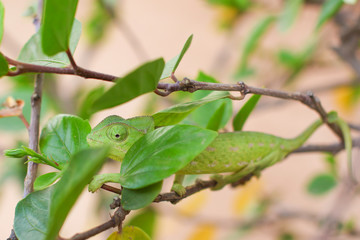 Green chameleon crawling on a branch of a bush with green leaves on nature. The chameleon is hiding behind leaves. Chameleon in disguise.