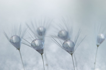 タンポポの種と水滴