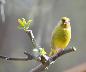 Männlicher Grünfink