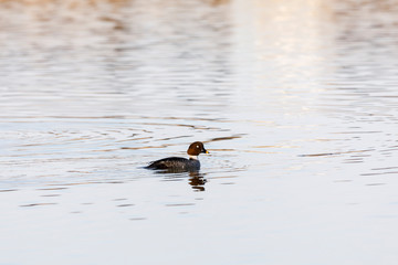 Female Barrow's goldeneye swim in a lake