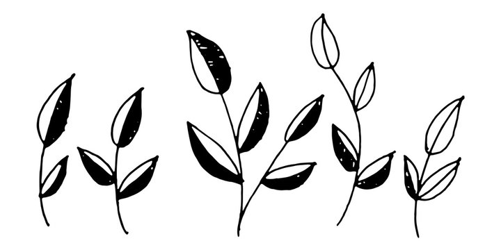 Vector black and white leaf Leaves pattern. Simple monochrome floral print. Leaf cute on white background. Hand drawn foliage print