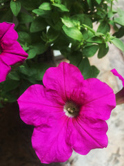Beautiful pink flower