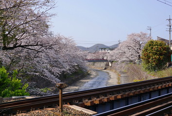 桜