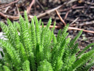 Green grass achillea millefolium