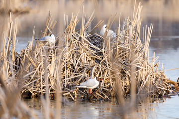 Terns breed in nest made of reed