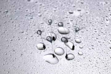 タンポポの種と水滴