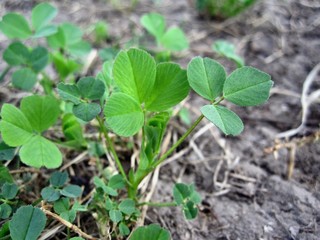 Plant medicago lupulina