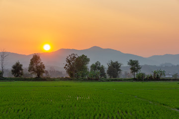 Landscape of Green rice field  with mountain on background in sunset