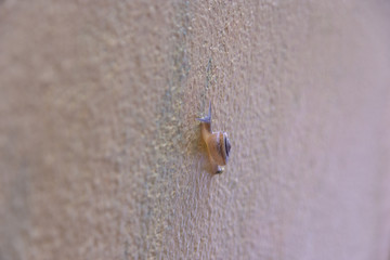 Snail crawling along a yellow wall