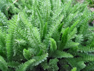 Green grass achillea millefolium © Максим Гавриленко