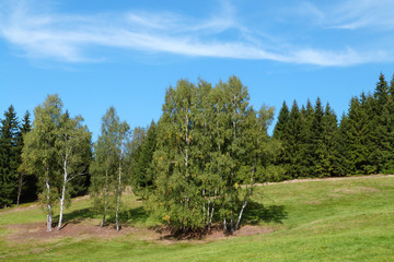 Fototapeta na wymiar Birch grove in the midlle of meadow during warm summer day