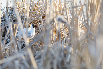 Fototapeta premium Terns breed in nest made of reed