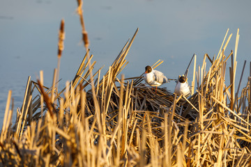Terns breed in nest made of reed