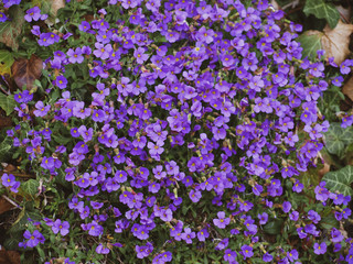 Tapis bleu violet d'aubriètes (Aubrieta x cultorum) 