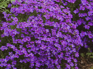 Tapis bleu violet d'aubriètes (Aubrieta x cultorum) 