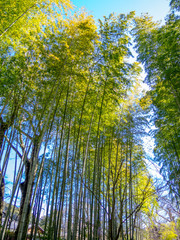 【静岡県伊豆市】春の修善寺温泉街の風景【竹林の小径】