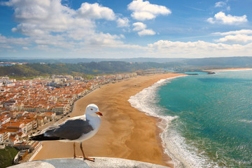  Top view of a wide sunny beach with waves in the city of Nazare in Portugal with a seagull bird