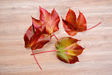 Naklejka na ściany i meble colorful wine leaves on wooden ground
