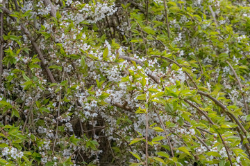 Beautiful Flowering cherry Trees in a Scottish Park at the Start of Springtime.