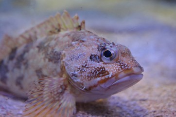 水族館の魚