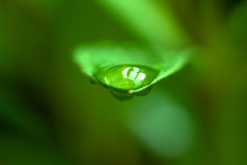 Goûte d'eau sur une feuille