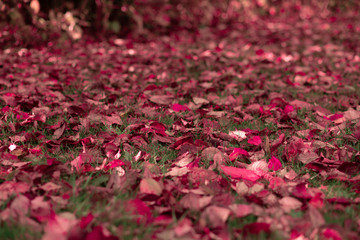 Par-terre de feuilles rouges