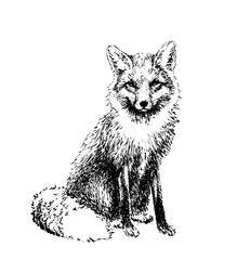Fox engraved illustration. Vector