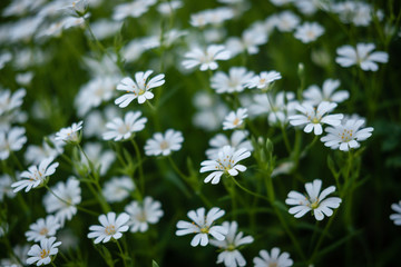 Fleurs blanches de printemps
