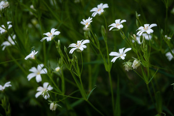 Fleurs blanches de printemps