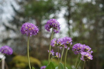 purple flowers in field