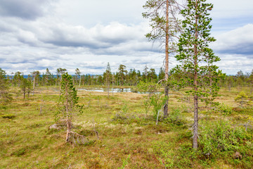 Obraz premium Moor landscape with a lake in the wild woodland
